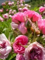 Pink Grootendorst